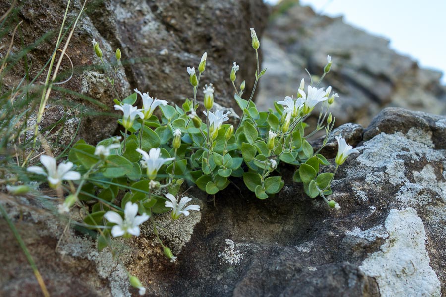 Arenaria bertolonii / Arenaria di Bertoloni